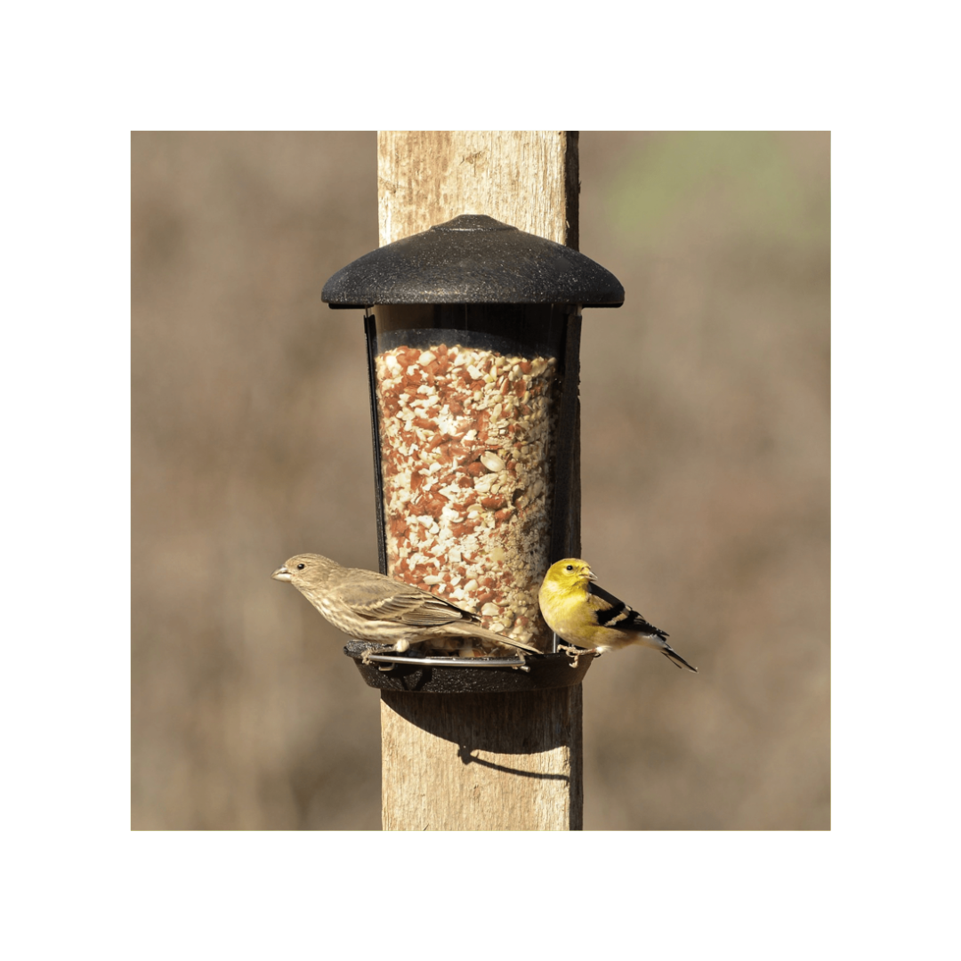 Comedero de Pared Perky Pet