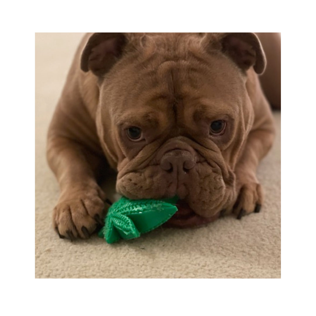 Juguete de Hule Interativo - Hoja de Arce Verde