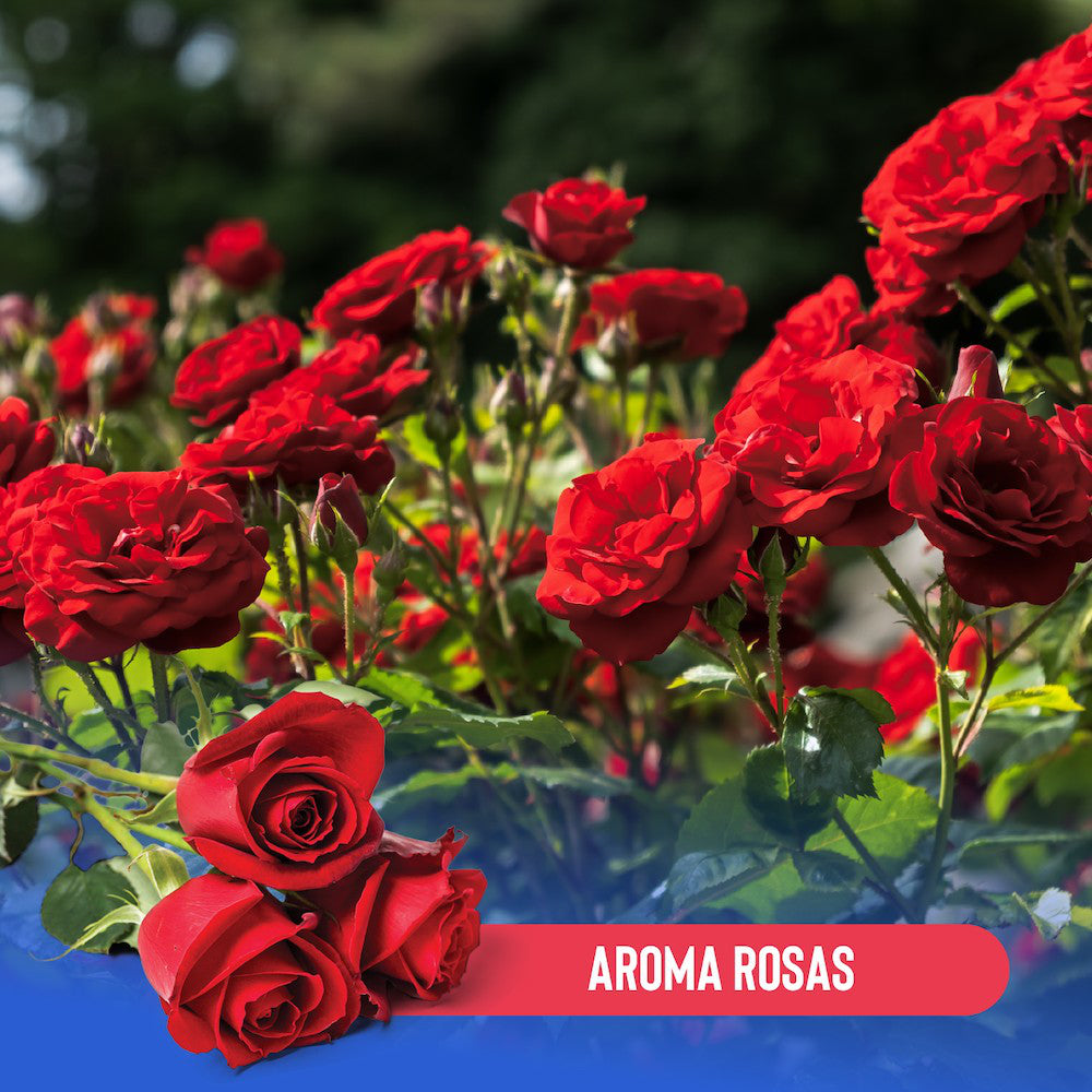 Arena para Gato 4kg - Rosa - Hola Pets
