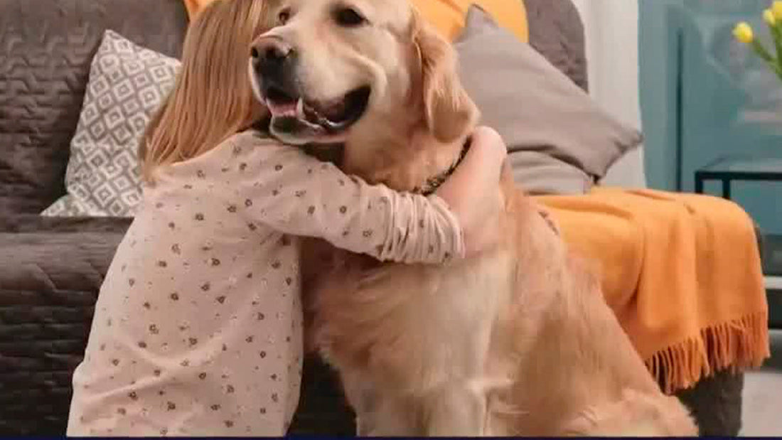 Datos a tomar en cuenta antes de adoptar una mascota