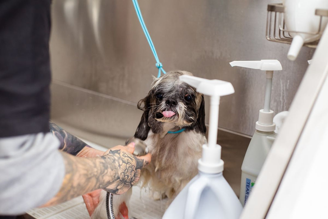Perro Shih Tzu recibiendo un baño en una peluquería para mascotas