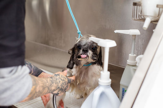 Perro Shih Tzu recibiendo un baño en una peluquería para mascotas