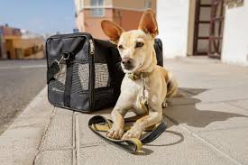 Mascotas de viaje