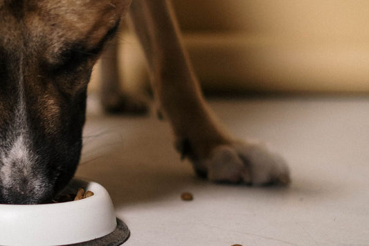 Perro comiendo croquetas de su plato