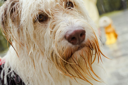 Perro mojado bajo la lluvia
