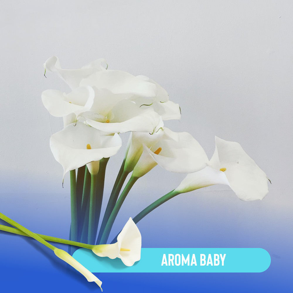 Arena para Gato 4kg - Baby Powder - Hola Pets