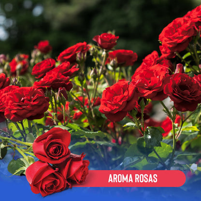 Arena para Gato 4kg - Rosa - Hola Pets