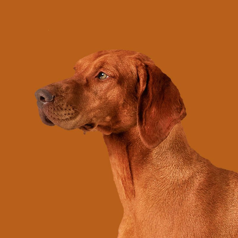 Nature's Protection Red Coat – Perro Adulto Aves de Corral Pelaje Rojo 1,5 kg